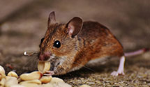 24 Hour & Emergency Exterminators in Ca State Univ Northridge, CA